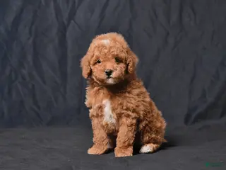 Toy Poodle dogs for sale: Zaylor - Ad 2