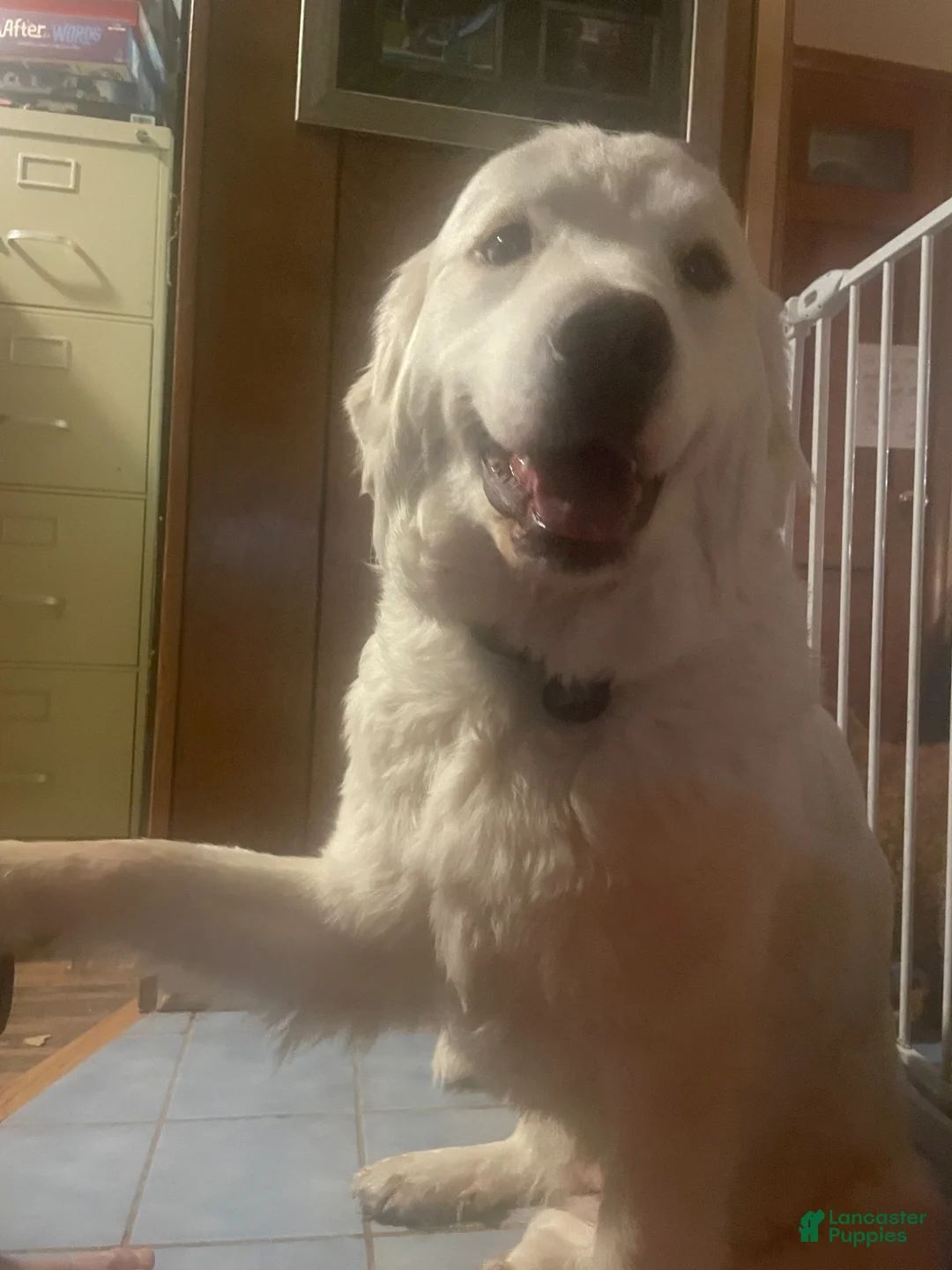 Great Pyrenees dogs for sale: Great Pyrenees mother - Ad 2