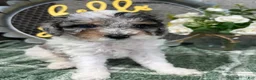 Miniature Poodle dogs for sale: Wesley - Ad 3