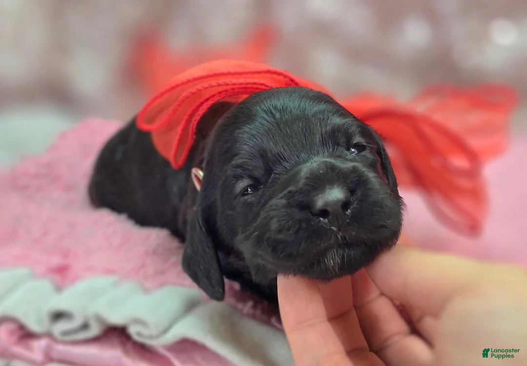 Cockapoo dogs for sale: Frostbite - Ad 5