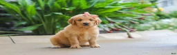 Golden Retriever dogs for sale: Indie - Ad 4