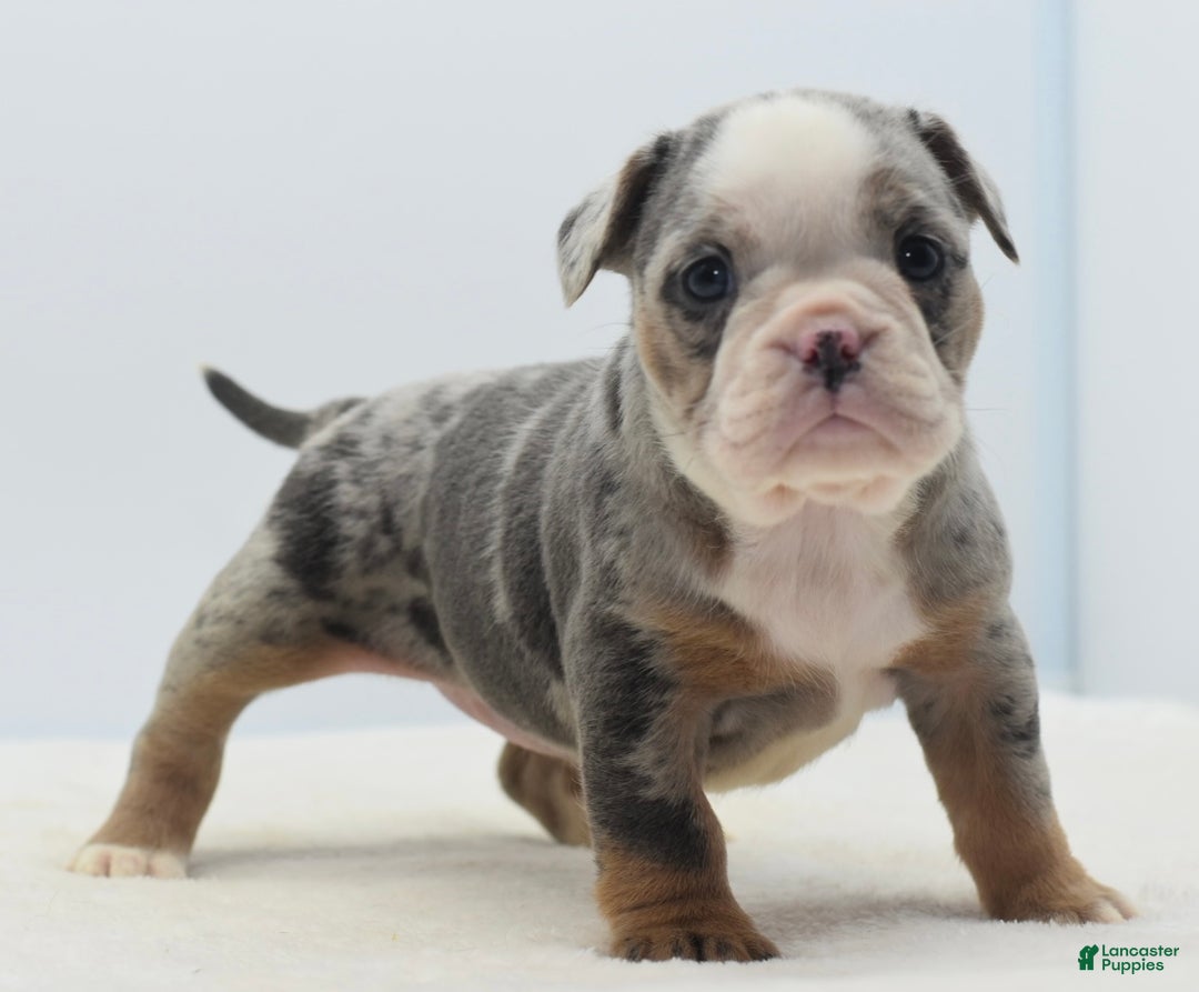 Mixed Breed dogs for sale: Aqua blue koi  - Ad 18