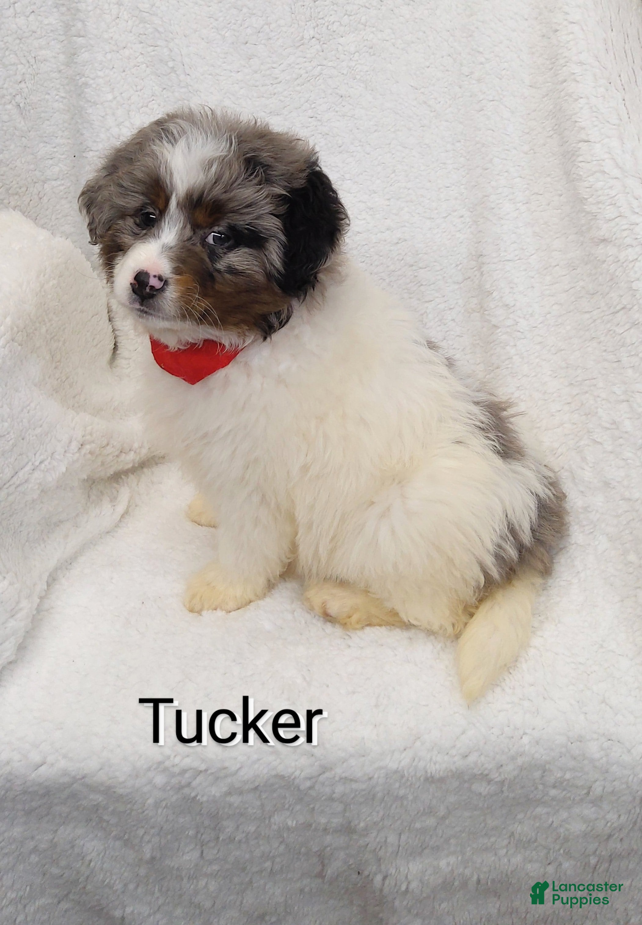 Mini Bernedoodle dogs  Tucker  - Ad 25