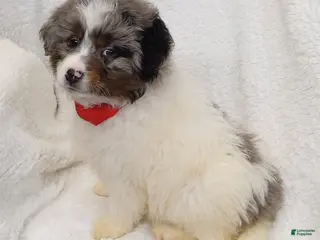 Mini Bernedoodle dogs Tucker - Ad 42