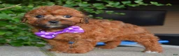 Shihpoo dogs for sale: Snickers - Ad 3