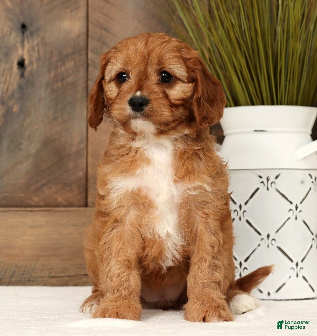 Cavapoo dogs for sale: Carla - Ad 9