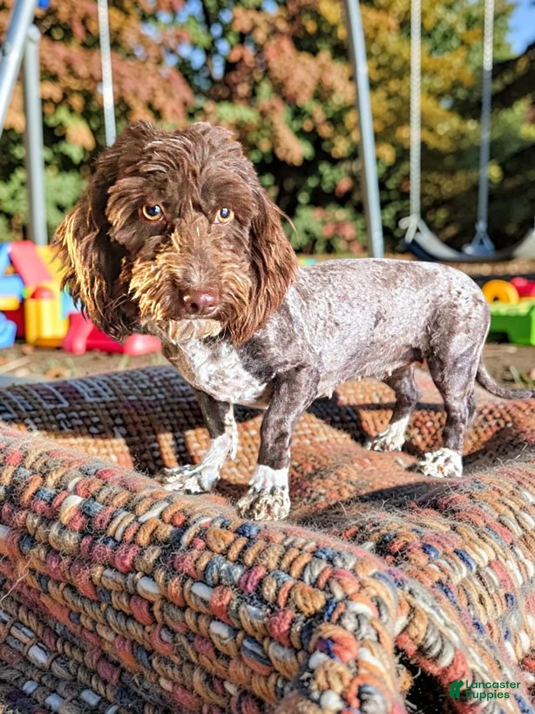 Havapoo dogs for sale: Coco - Ad 24