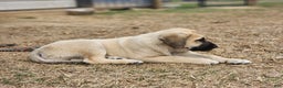 Anatolian Shepherd dogs for sale: AKC Blue M1 ASD puppy - Ad 9