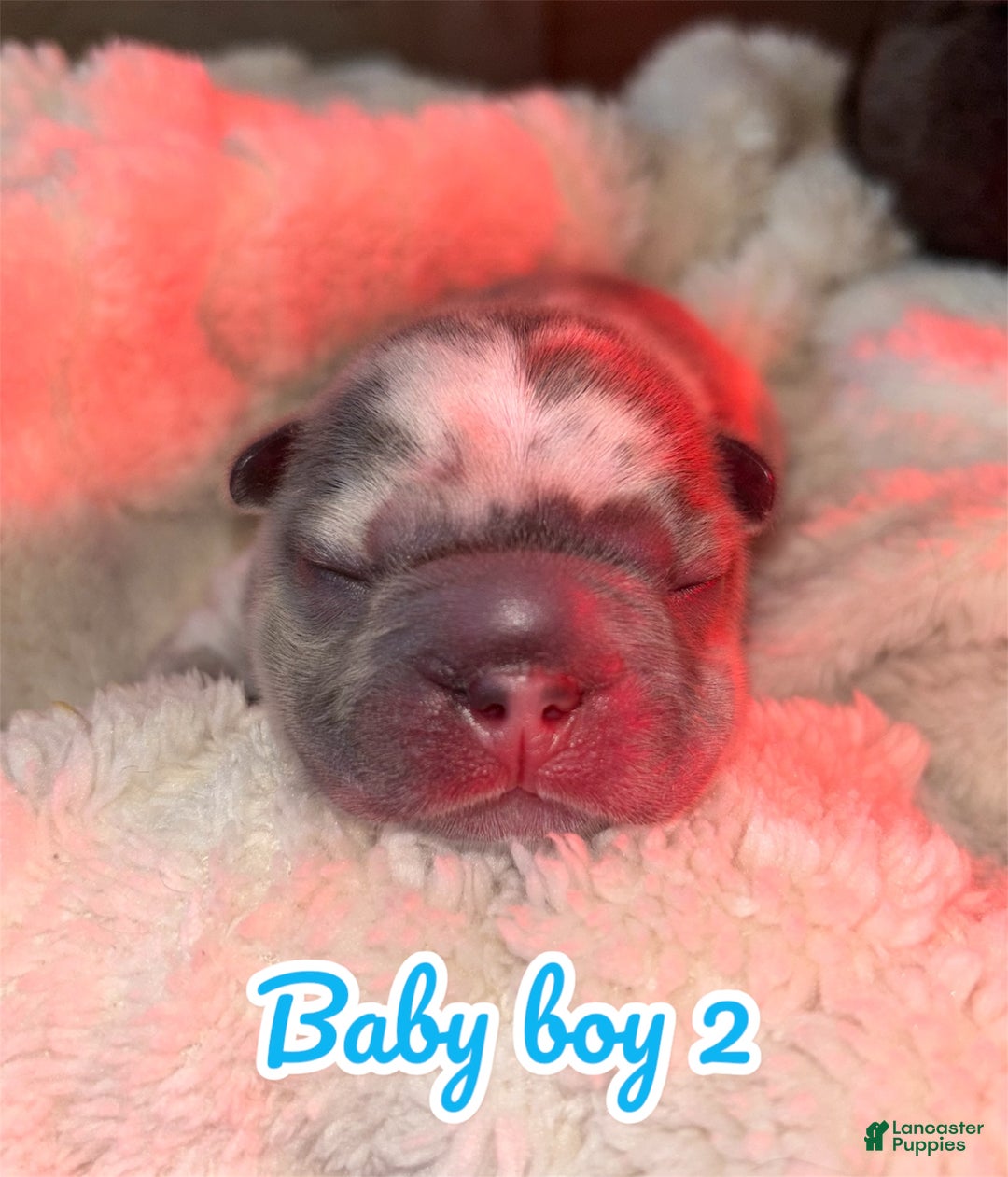 French Bulldog dogs for sale: French Bulldog Puppy 2 - Ad 1