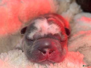 French Bulldog dogs French Bulldog Puppy 2 - Ad 26