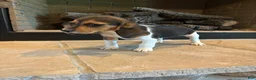 Beagle dogs for sale: Clover - Ad 7