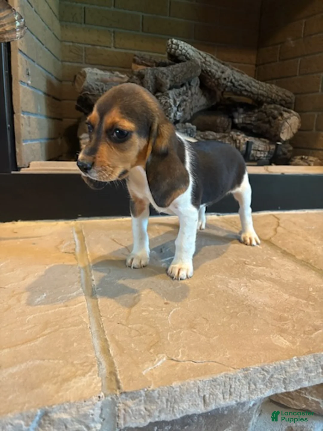 Beagle dogs for sale: Clover - Ad 7