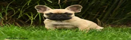 French Bulldog dogs for sale: Marley - Ad 5