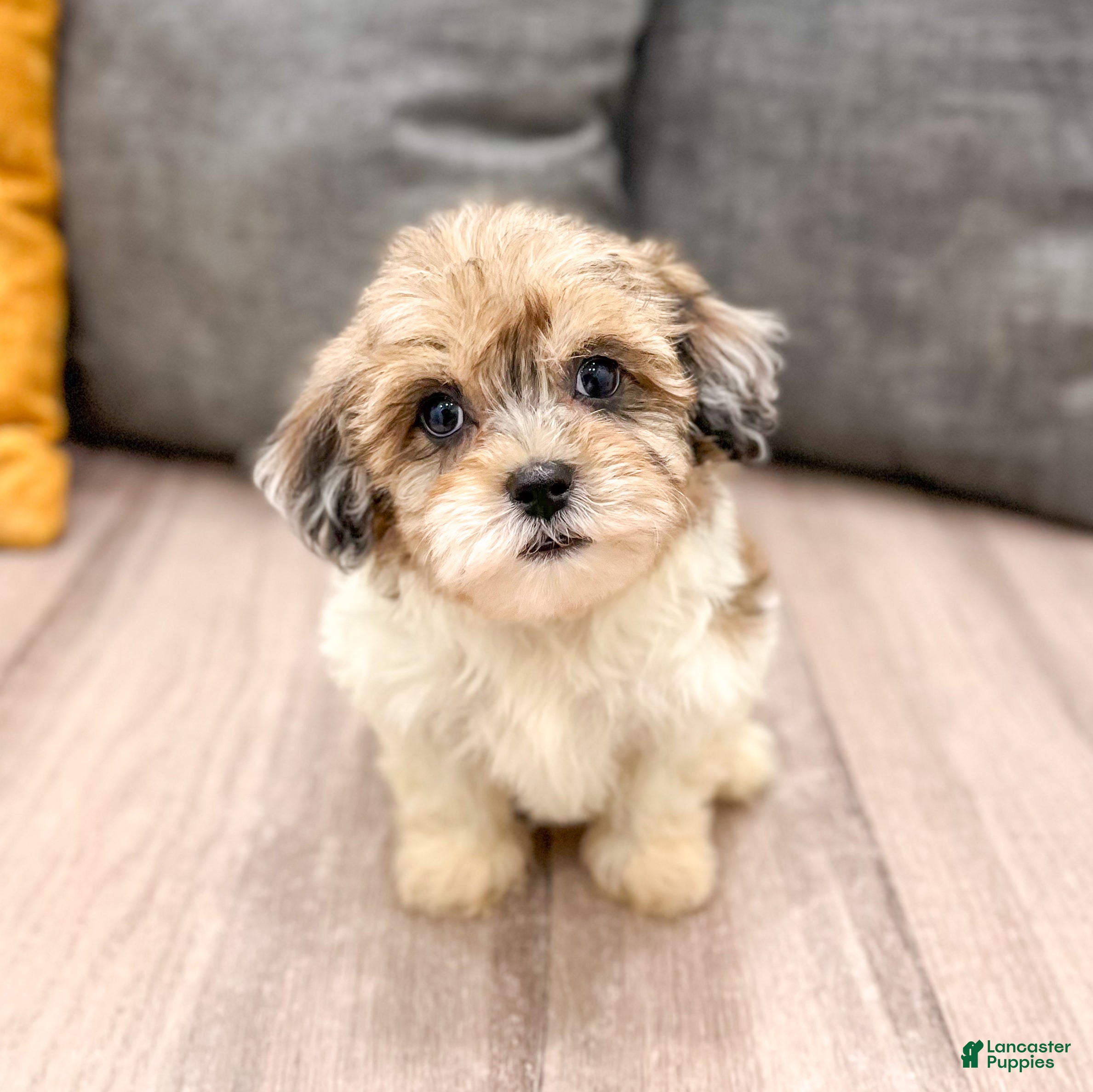 Havapoo dogs Jasmine - Ad 2