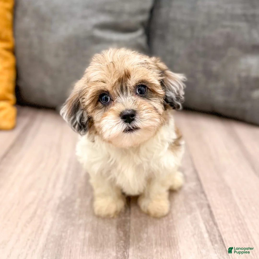 Havapoo dogs for sale: Jasmine - Ad 2