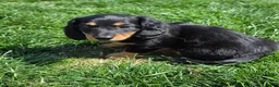 Dachshund dogs for sale: Johnny Jay - Ad 6