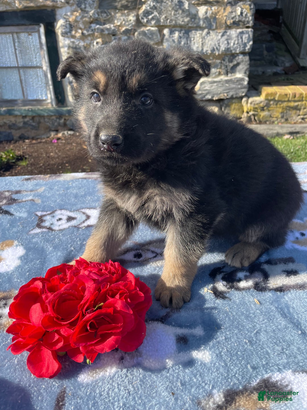 German Shepherd dogs for sale: Dasher - Ad 4