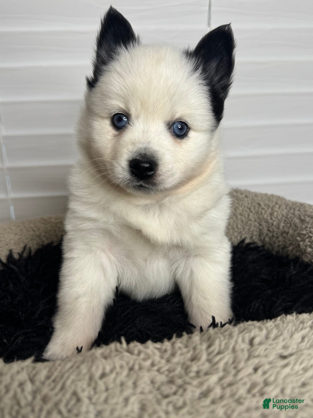 Pomsky dogs for sale: White Male with black spots - Ad 2