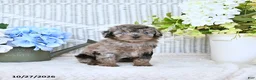 Mini Aussiedoodle dogs for sale: Elsie - Ad 3