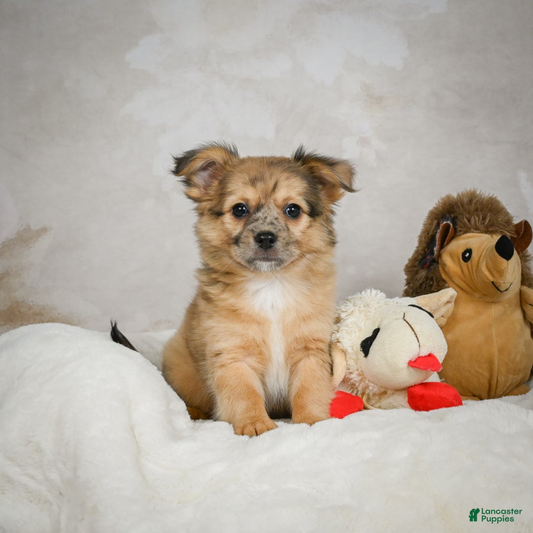 Chihuahua dogs for sale: Johnny - Ad 1