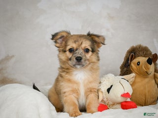 Chihuahua dogs Johnny - Ad 40