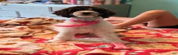 Mini Bernedoodle dogs for sale: Biscotti SALE! - Ad 4