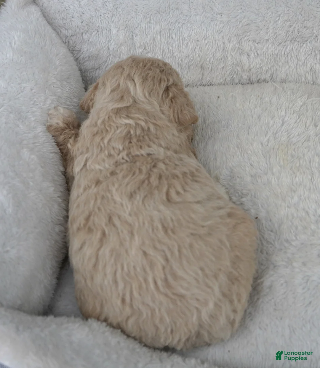 Mini Aussiedoodle dogs for sale: F1B Toy Chocolate Male - Ad 3