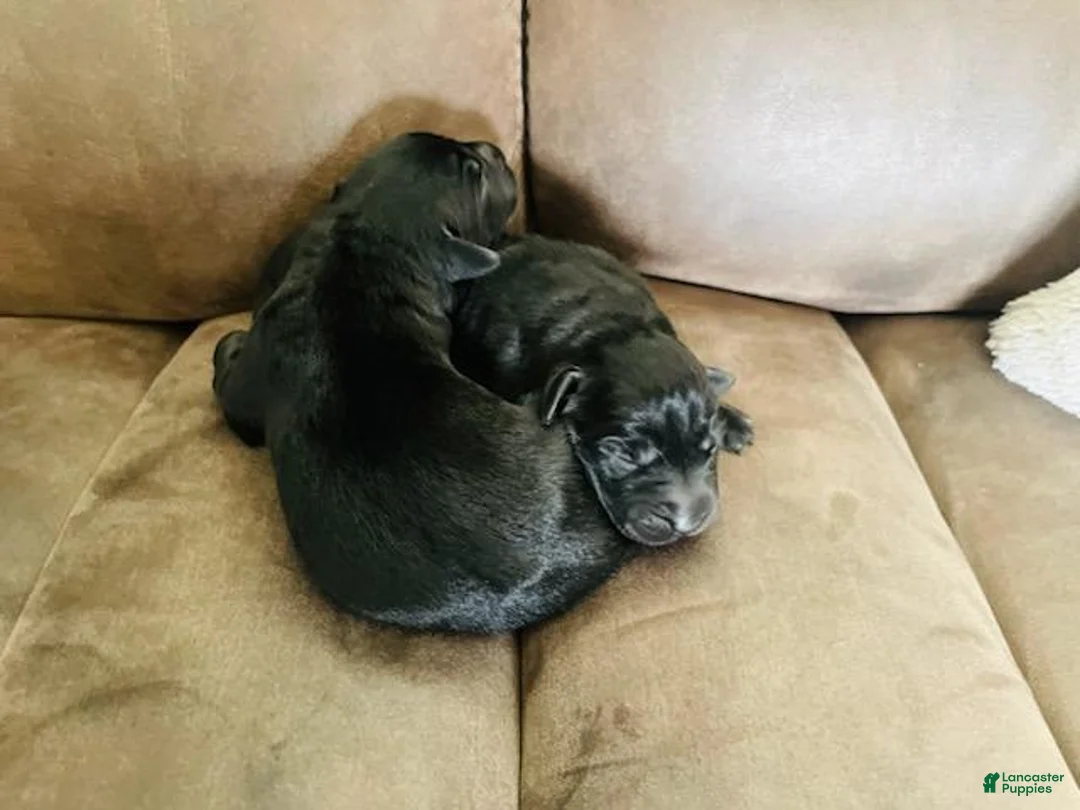Labrador Retriever dogs for sale: Miles - Ad 8