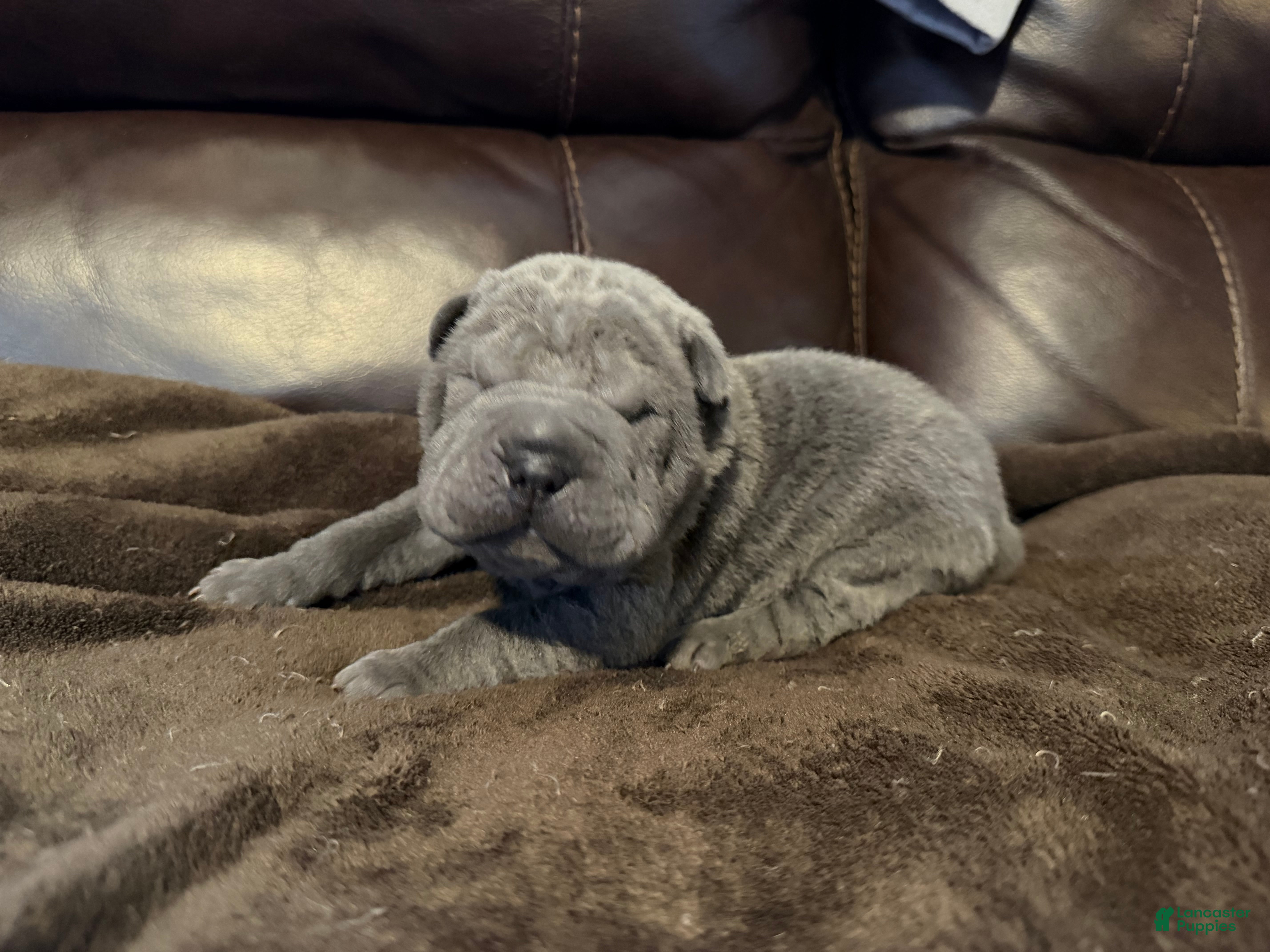 Shar Pei dogs Mike - Ad 15