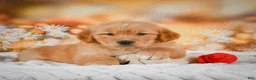 Golden Retriever dogs for sale: Rosie - Ad 6