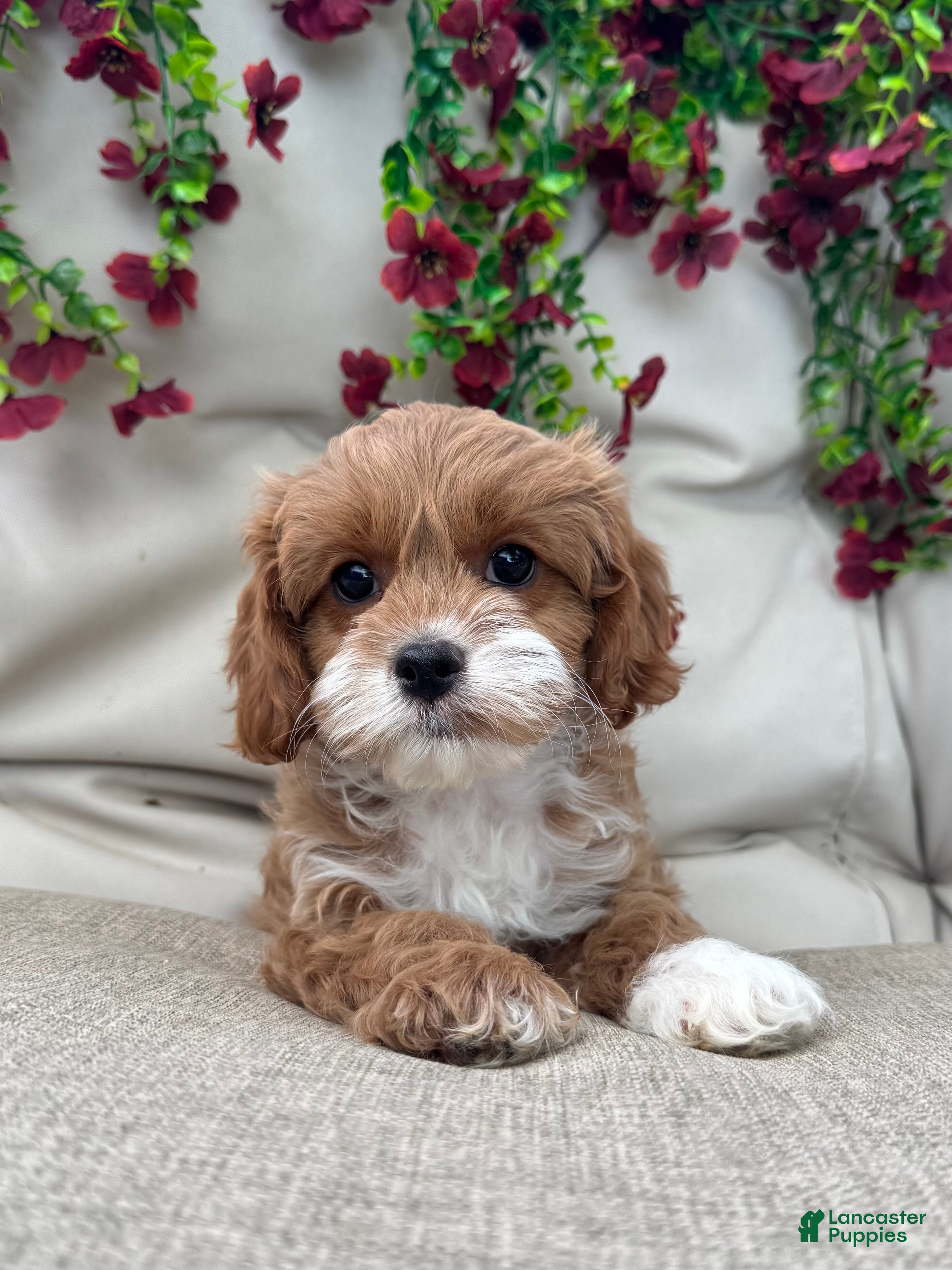 Cavapoo dogs Scarlet  - Ad 39