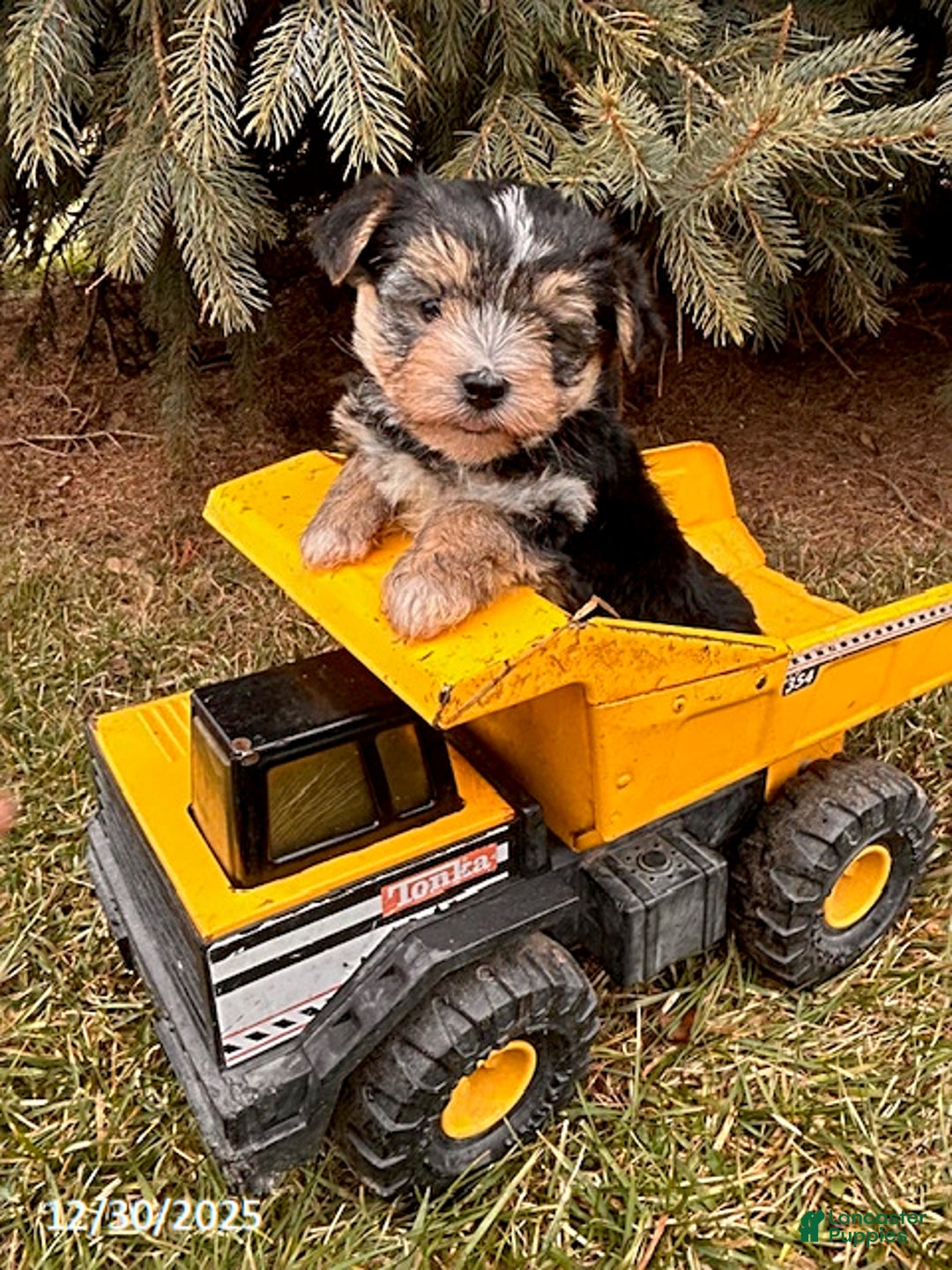 Morkie dogs for sale: Maxwell - Ad 3