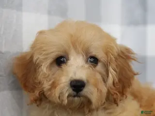 Cavapoo dogs Ela - Ad 17