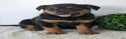 Mixed Breed dogs for sale: Marley - Ad 10
