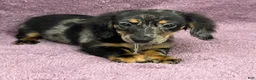 Miniature Dachshund dogs for sale: Alex - Ad 4
