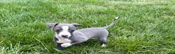 Italian Greyhound dogs for sale: Fiona - Ad 6