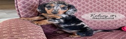 Dachshund dogs for sale: Kelsey - Ad 3