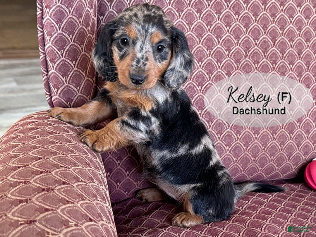 Dachshund dogs for sale: Kelsey - Ad 3