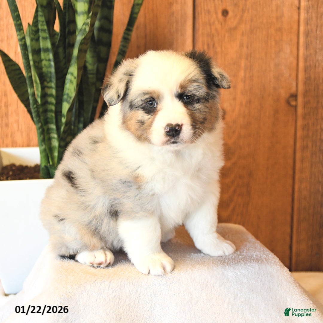 Miniature Australian Shepherd dogs for sale: Leo - Ad 2