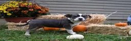 American Bully dogs for sale: American Bully 5 - Ad 17