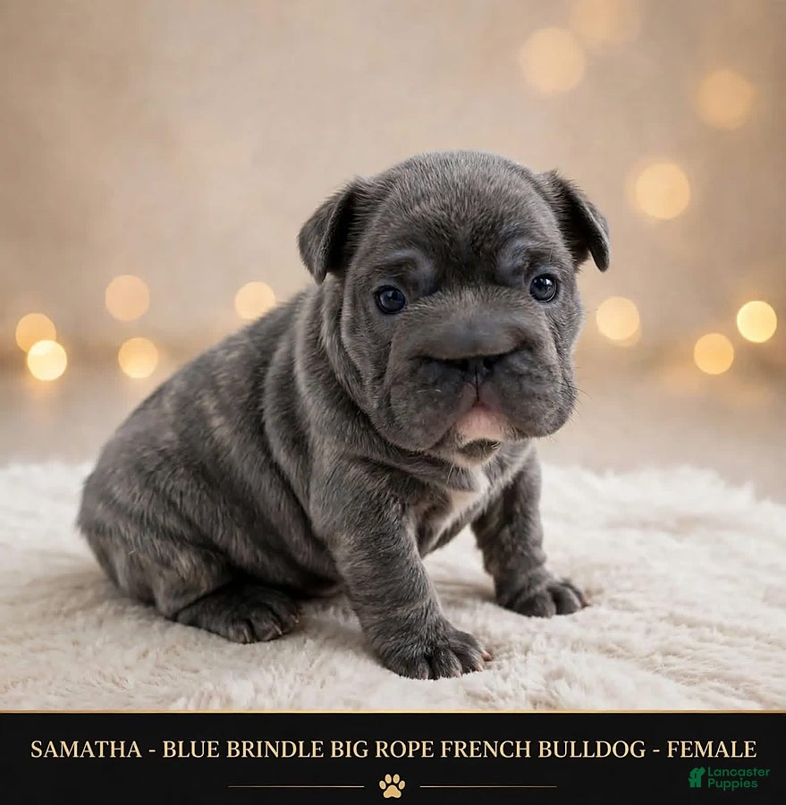 French Bulldog dogs for sale: Samantha - Ad 1