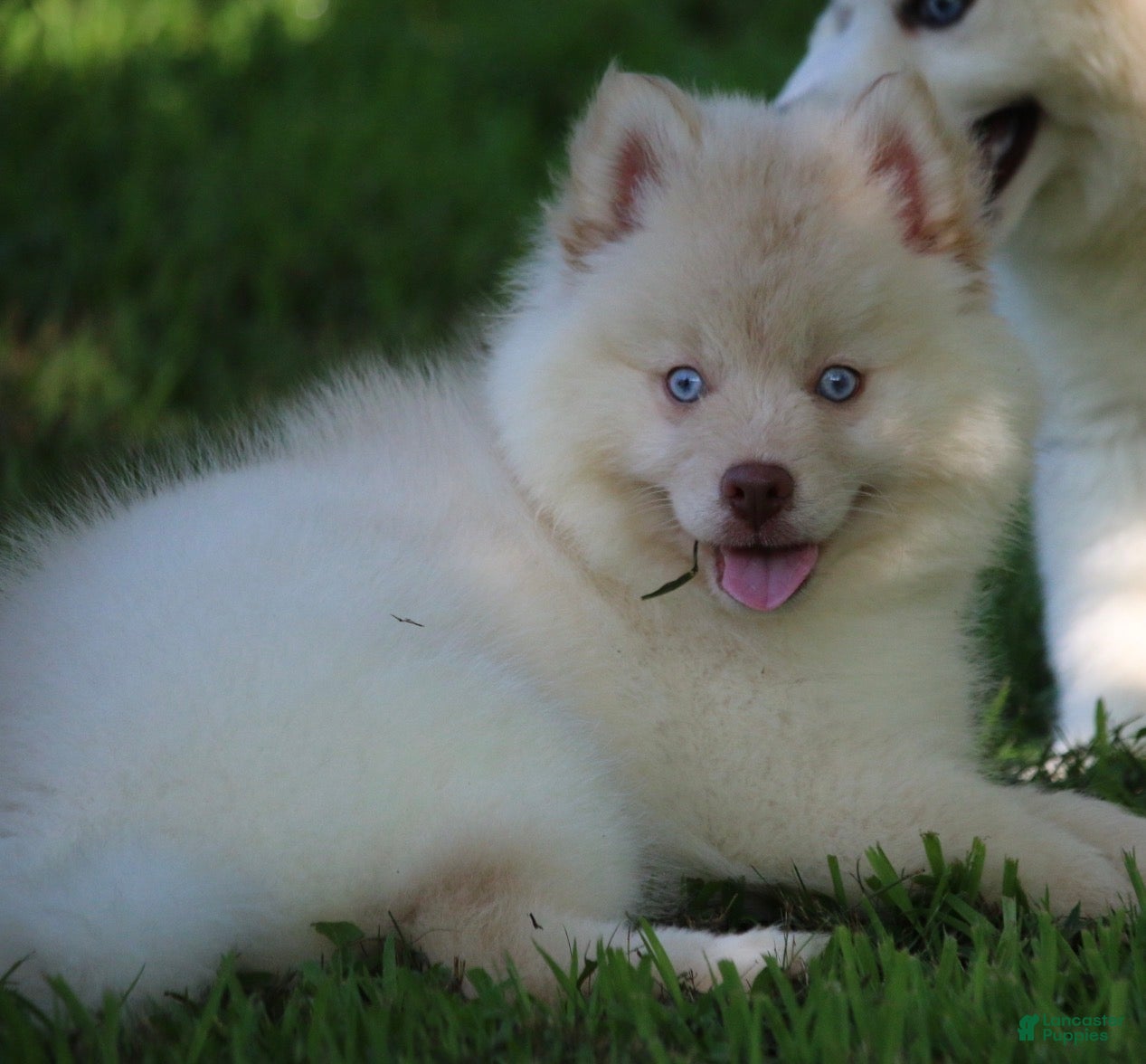 Pomsky dogs Cotton - Ad 1
