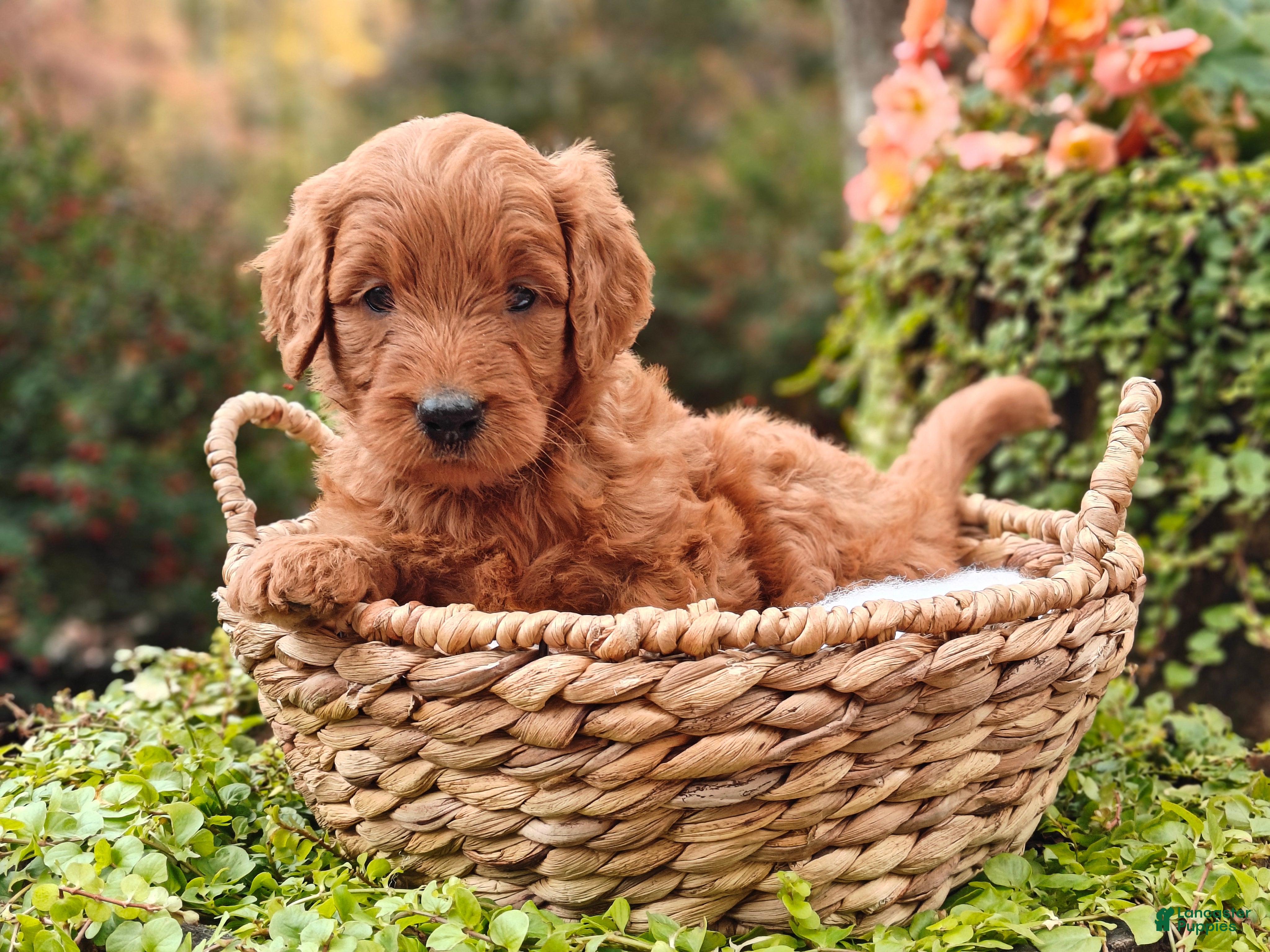 Goldendoodle dogs Nutmeg - Ad 2