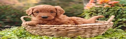 Goldendoodle dogs for sale: Nutmeg - Ad 2
