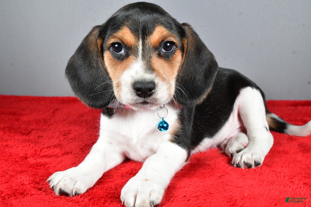 Beagle dogs for sale: Josh - Ad 2