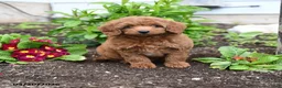 Mini Goldendoodle dogs for sale: Davy - Ad 3