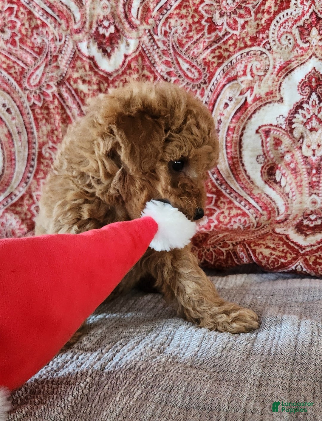 Mini Goldendoodle dogs for sale: Ana - Ad 2