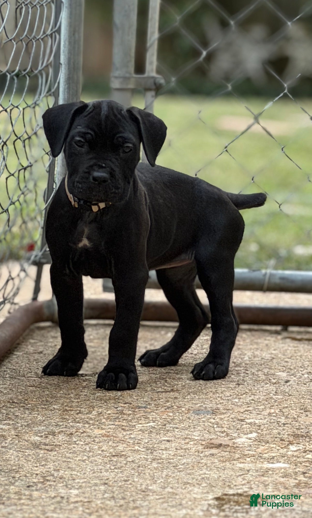 Cane Corso dogs for sale: Cane Corso (White) - Ad 2