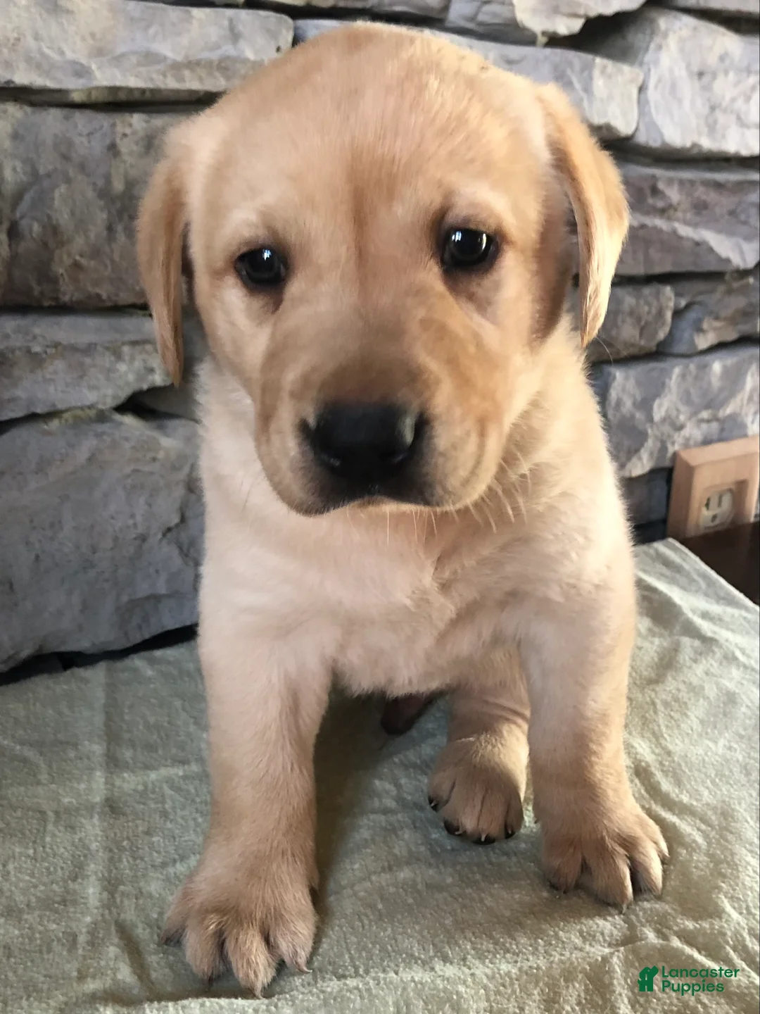 Labrador Retriever dogs for sale: Ruger - Ad 1