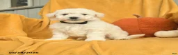 Bichon Frise dogs for sale: Harold  - Ad 4